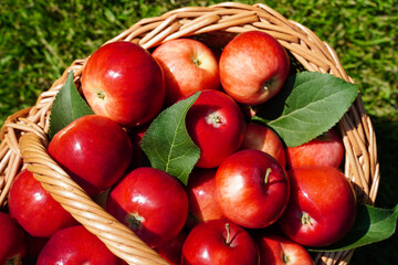 fresh juicy red apples lie in a wicker basket close-up