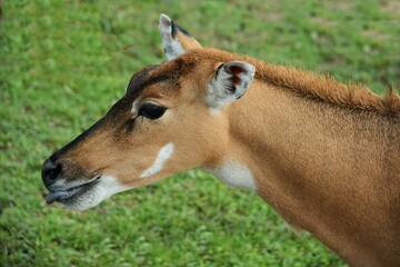 Obraz premium head of Nilgau antelope close-up in profile on green grass background