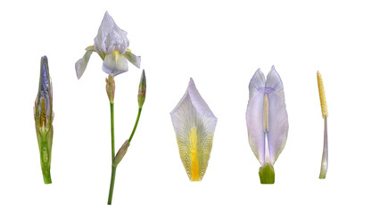 Veilchenwurzel (Iris germanica 'Florentina'), Blüte, Details, Knospe, Deutschland