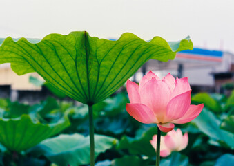 lotus flower