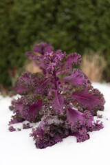 flowers on white background