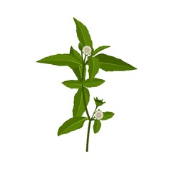 Eclipta Alba, Eclipta Prostrata or Bhringraj, also known as False Daisy is an effective herbal medicinal plant in Ayurvedic medicine.vector illustration.