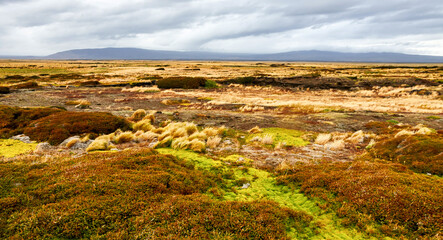 Autumn Patagonian prairie immediately after the rain  near of Punta Arenas, Chile.