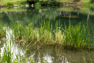 Grass growing out of water. Grass on the shore of the pond. Natural background