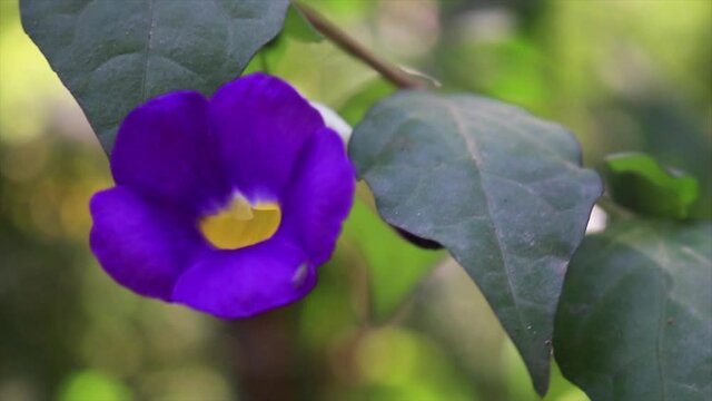 Close up of Thunbergia Erecta, also known locally as the Nilkontho flower