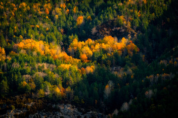 Mountain forest of autumn leaves colorful orange and yellow contrasting orange and yellow on green, Pyrenees, National Park.
