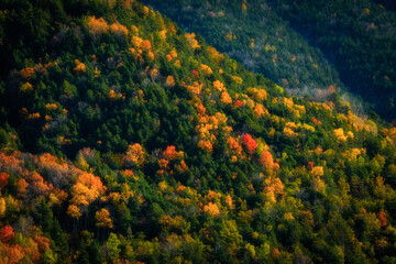 Fototapeta premium Mountain forest of autumn leaves colorful orange and yellow contrasting orange and yellow on green, Pyrenees, National Park.