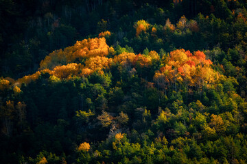 Fototapeta na wymiar Mountain forest of autumn leaves colorful orange and yellow contrasting orange and yellow on green, Pyrenees, National Park.