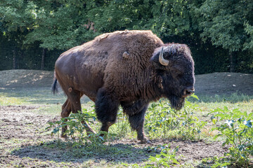 American bison walking and looking for food