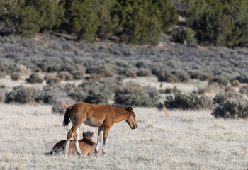 Naklejka na ściany i meble Wild Horse Foal in the Utah Desert
