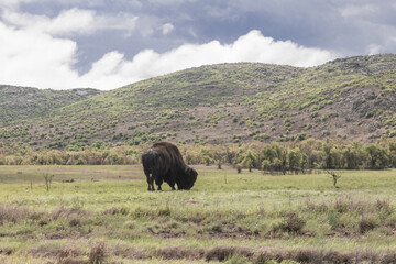 Fototapeta na wymiar american bison in park national park