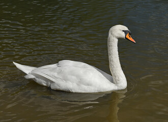 Young Mute swan (Cygnus olor) on lake in summer day. Moscow