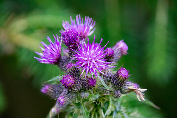 A closeup of Spear Thistle blooming.