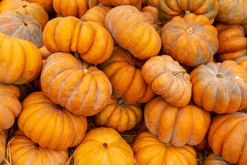 a lot of pumpkin at outdoor farmers market