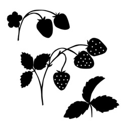 Strawberries on a branch. Vector illustration. Black silhouette.
