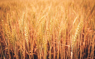 Background from a field of ears of ripe wheat.