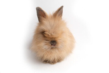 Obraz premium Cute fluffy ginger bunny, rabbit.
