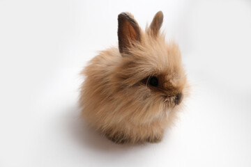 Cute fluffy ginger bunny, rabbit.