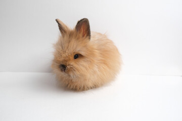 Cute fluffy ginger bunny, rabbit.