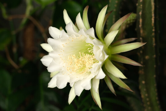White large cactus flower among the greenery.
