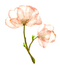 Primo piano di fiore rosa d acquerello - obrazy, fototapety, plakaty