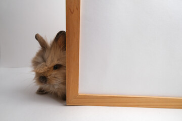 Cute  adorable ginger bunny, rabbit.