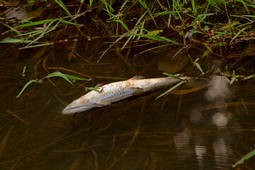 dead fish  with its belly up floating on the lake