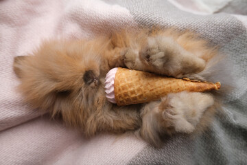 Cute ginger  adorable bunny, rabbit.