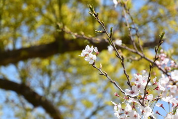 桜