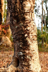 Abstract beautiful bark pattern on the base of the tree on a blurry background.