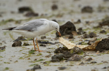 Slender-billed gull holding bread at Busaiteen coast of Bahrain