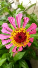 red flowers bloom and look beautiful to the eye
