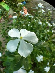white flowers in the garden
