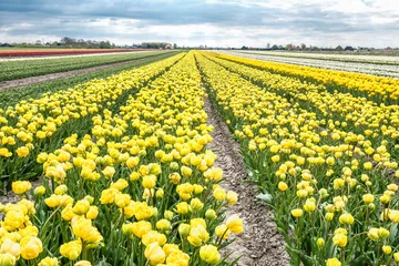 Fototapeten Tulip field, Noord-Holland Province, The Netherlands © Holland-PhotostockNL