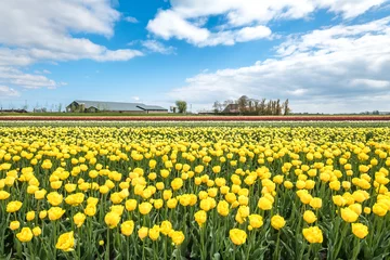 Fotobehang Tulip field, Noord-Holland Province, The Netherlands © Holland-PhotostockNL