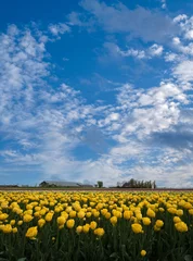 Türaufkleber Tulip field, Noord-Holland Province, The Netherlands © Holland-PhotostockNL