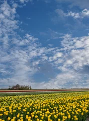 Fototapeten Tulip field, Noord-Holland Province, The Netherlands © Holland-PhotostockNL