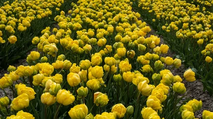 Deurstickers Tulip field, Noord-Holland Province, The Netherlands © Holland-PhotostockNL