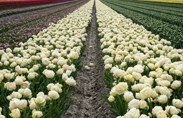 Gordijnen Tulip field, Noord-Holland Province, The Netherlands © Holland-PhotostockNL