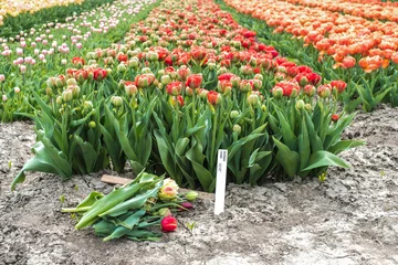 Foto auf Alu-Dibond Tulip field, Noord-Holland Province, The Netherlands © Holland-PhotostockNL