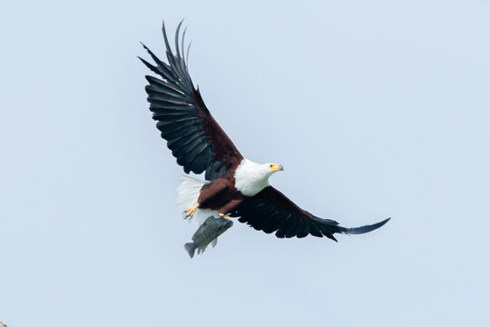 African Fish-eagle, Haliaeetus vocifer, brown bird with white head