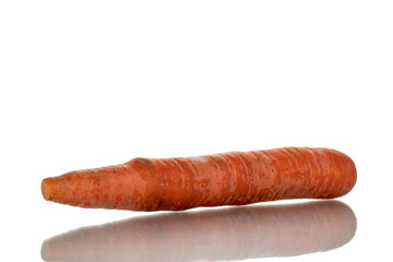 One unpeeled organic carrot, close-up, isolated on white.