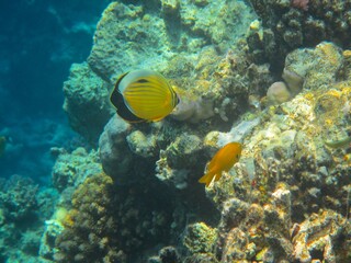 Fototapeta na wymiar Underwater photography of the Red Sea reefs in South Sinai