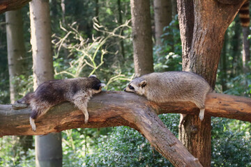 Two raccoons sleeping together on a tree - Sleeping Raccoons on a tree