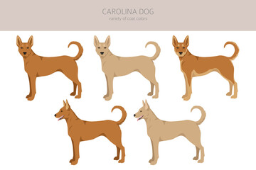 Carolina dog clipart. Different poses, coat colors set