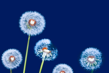 Obraz premium Fluffy dandelion flower against the background of the summer landscape.