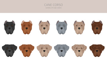 Cane corso clipart. Different poses, coat colors set