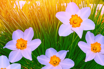 Spring flowers of daffodils. Bright and colorful flowers