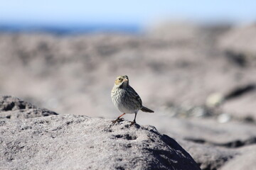 robin on the beach