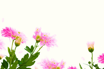 Fototapeta premium Colorful autumn flowers of chrysanthemum